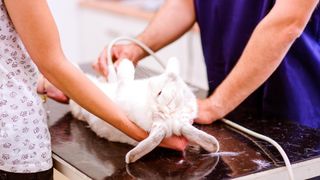 Rabbit having ultrasound