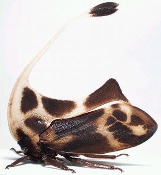 The helmet of treehoppers, an homologue to wings no longer involved in flight, assumes the most extravagant shapes, such as this one, a specimen of Gigantorhabdus enderleini, where the organ, which covers most of the animal body, ends in a bifurcated spatula