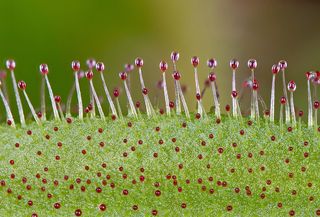 nikon small world competition, carnivorous plant glands