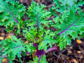 Kale with red stems