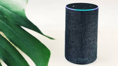 An Amazon smart speaker standing next to a plant