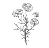 Blue Tansy illustration