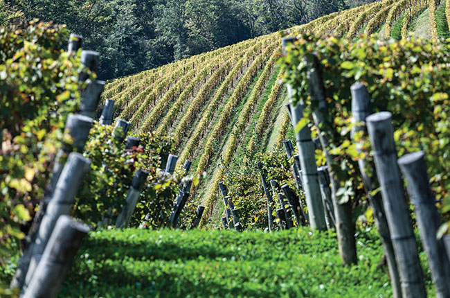 Gravner Runk vineyard