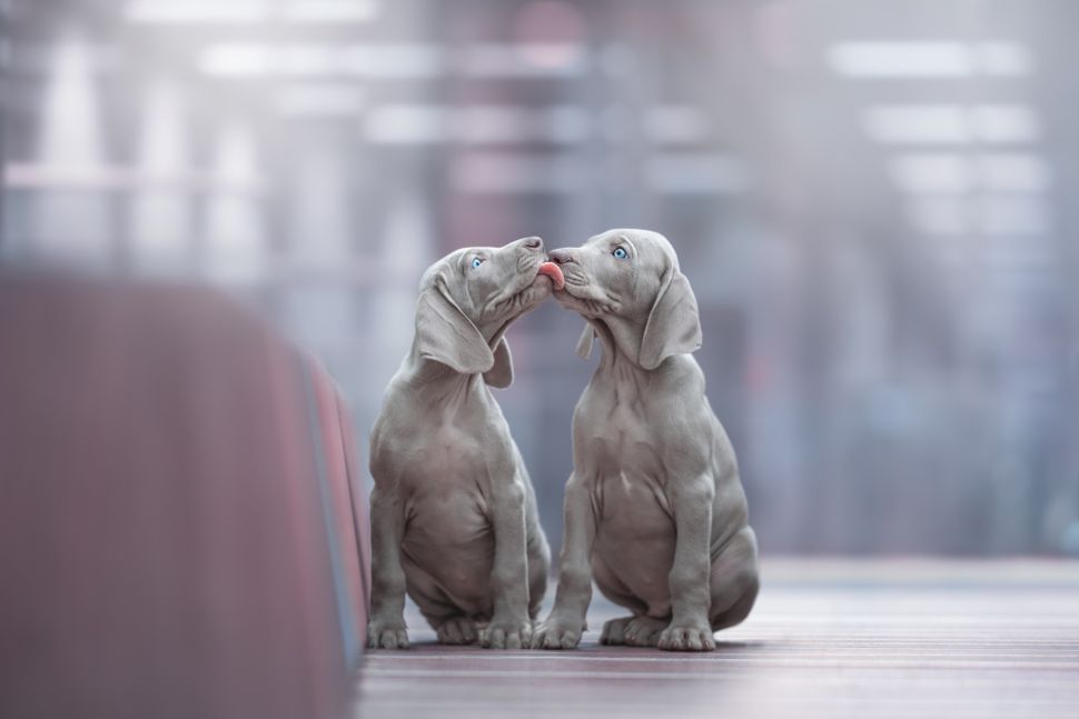 'Puppies' category winner: Monica van der Maden, Netherlands