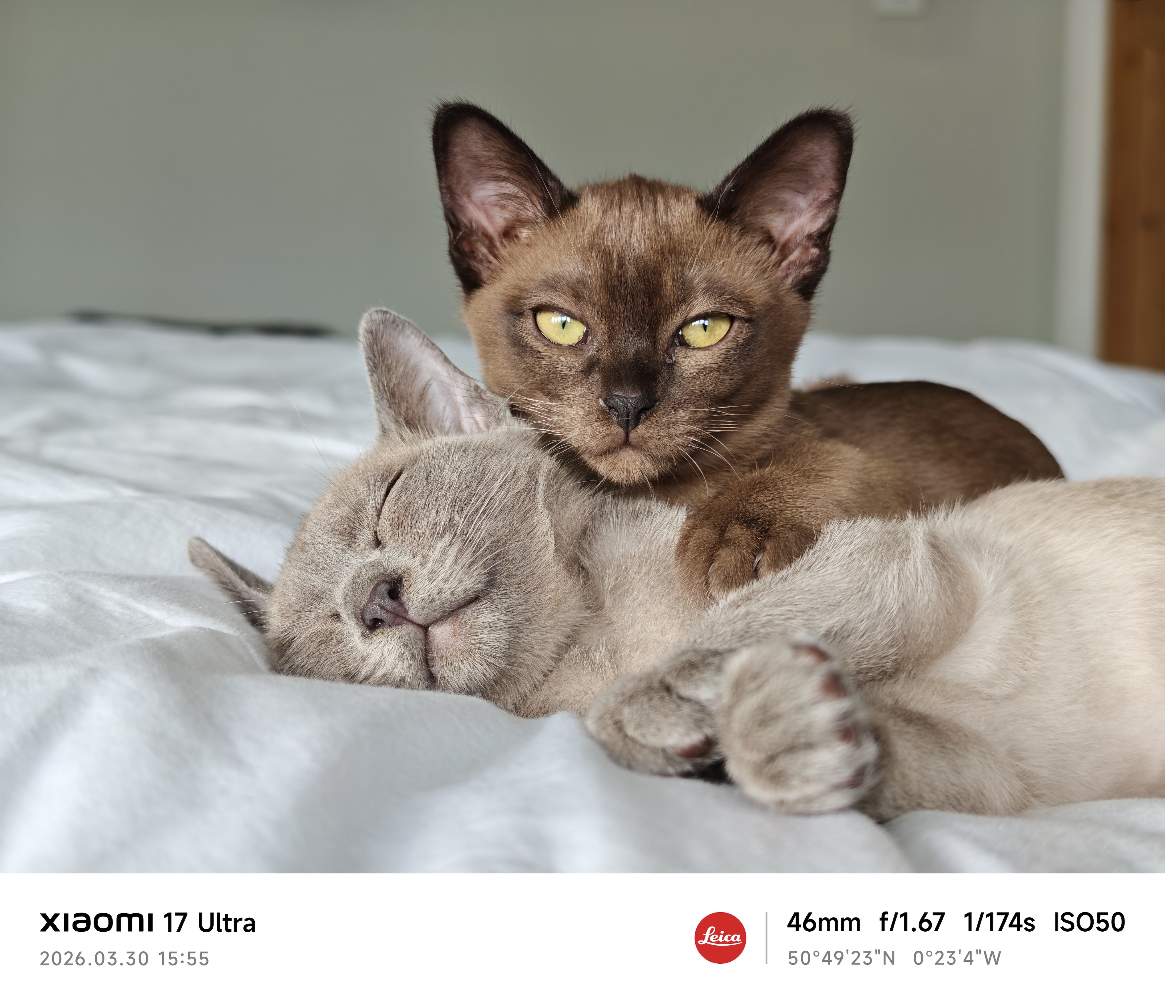 Xiaomi 17 Ultra camera sample kittens portrait