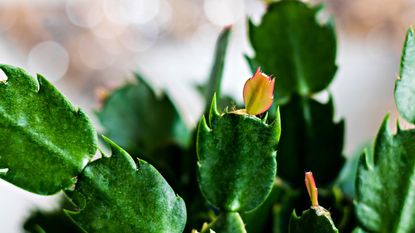 A close up of a Christmas cactus plant leaves with developing bud