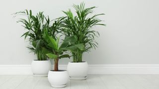 Three plants indoors against the wall