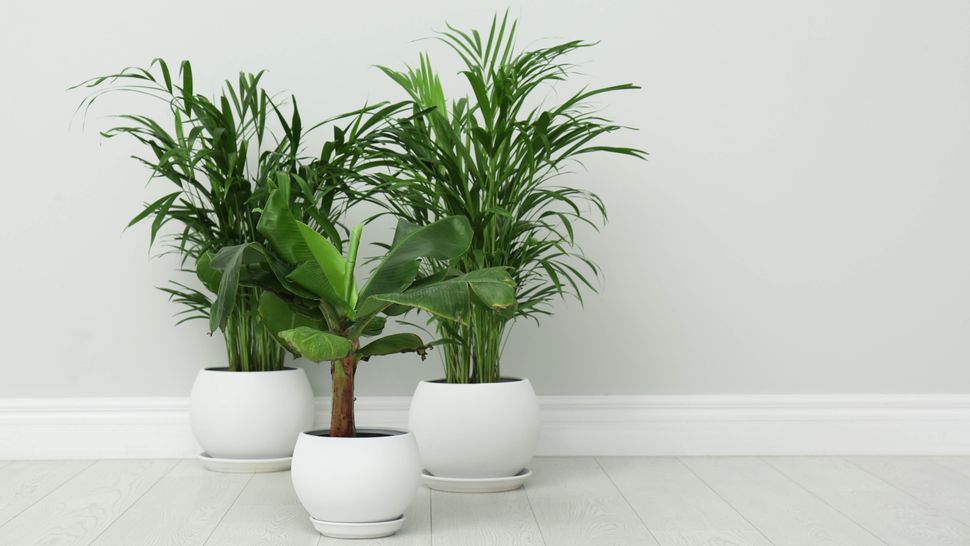 Here’s when you should bring your plants inside for the winter | Tom's ...