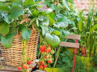 strawberries growing in basket on garden table