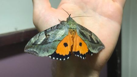 Dot-underwing moth (Eudocima materna) found in the researchers' yard.