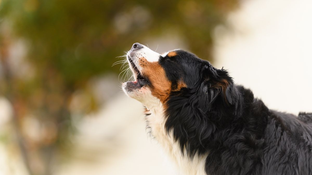 How to stop a dog from barking in their crate PetsRadar