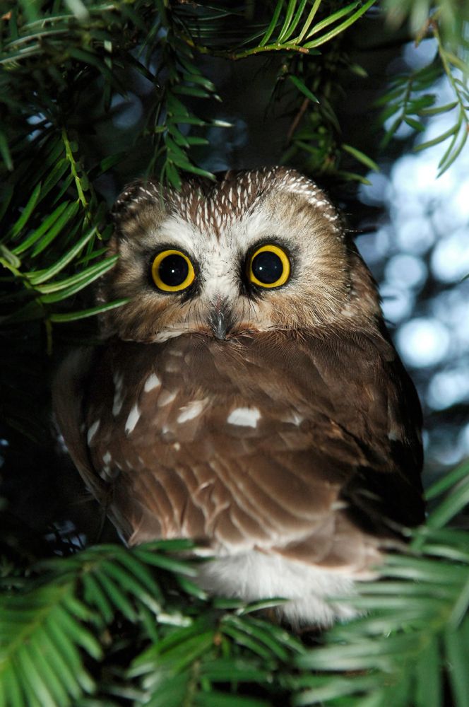 Bad Omen or Wise Advisor? Evocative Owls Star in Photos Live Science