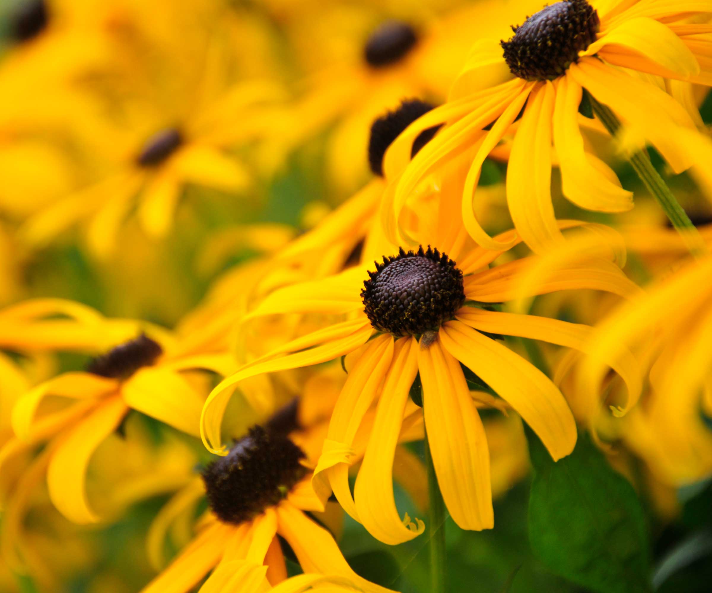 close-up of rudbeckia flowers