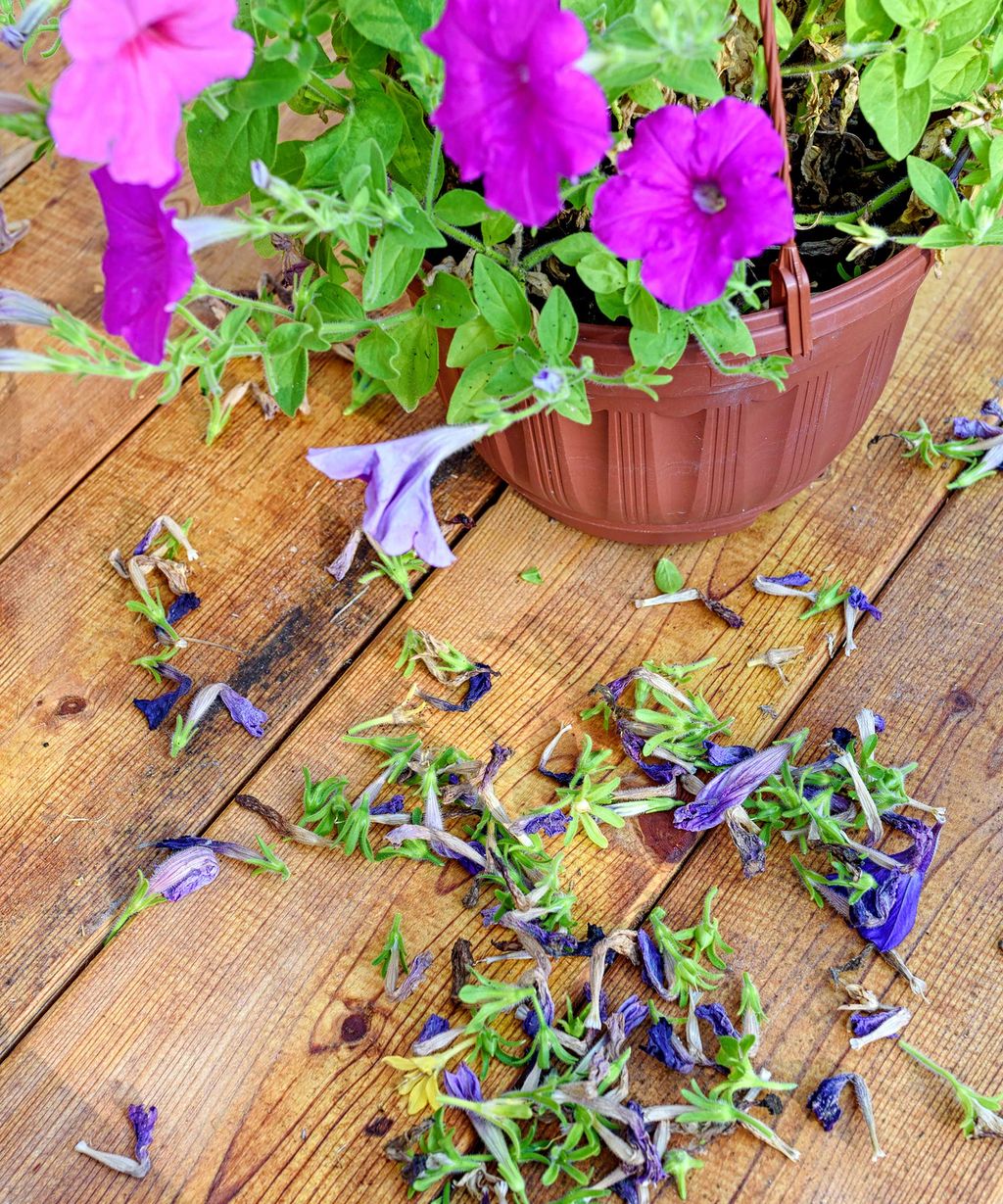 How to deadhead petunias neaten up your summer blooms Gardeningetc
