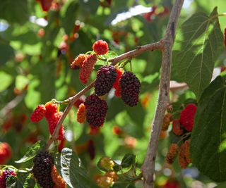 Red and black mulberries on a plant