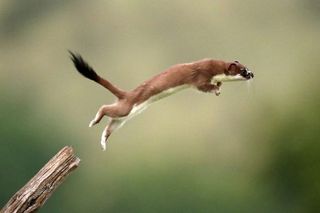 A stoat in Weasels: Feisty and Fearless: