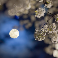A pear tree blossom in the spring.