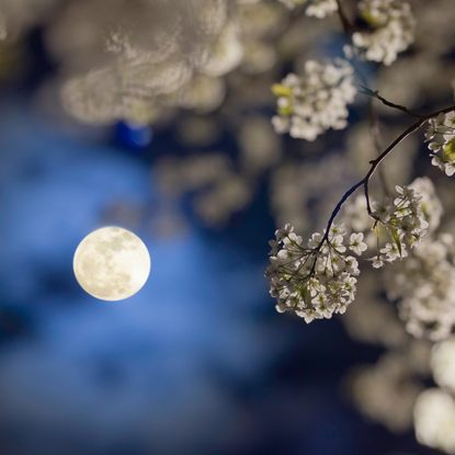 A pear tree blossom in the spring.