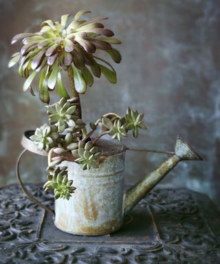 succulent plant in a watering can planter