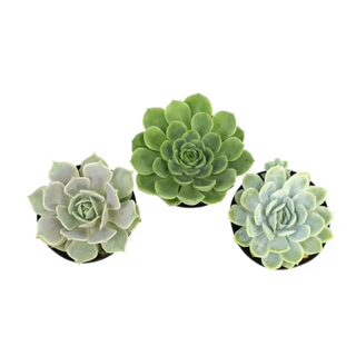 A set of live echeveria plants from Walmart