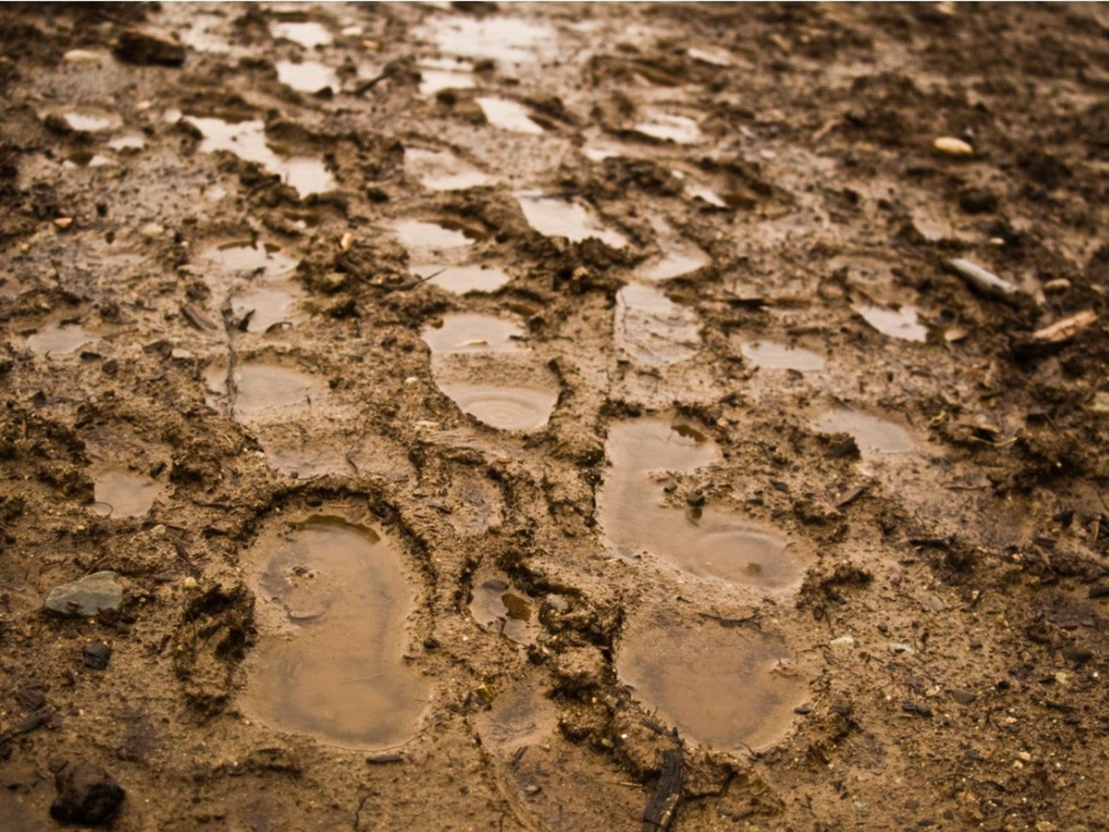 Preventing Soil Compaction How To Fix Compacted Soil In The Garden