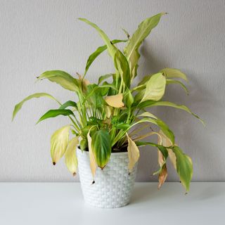 Wilting home flower Spathiphyllum in white pot against a light wall.