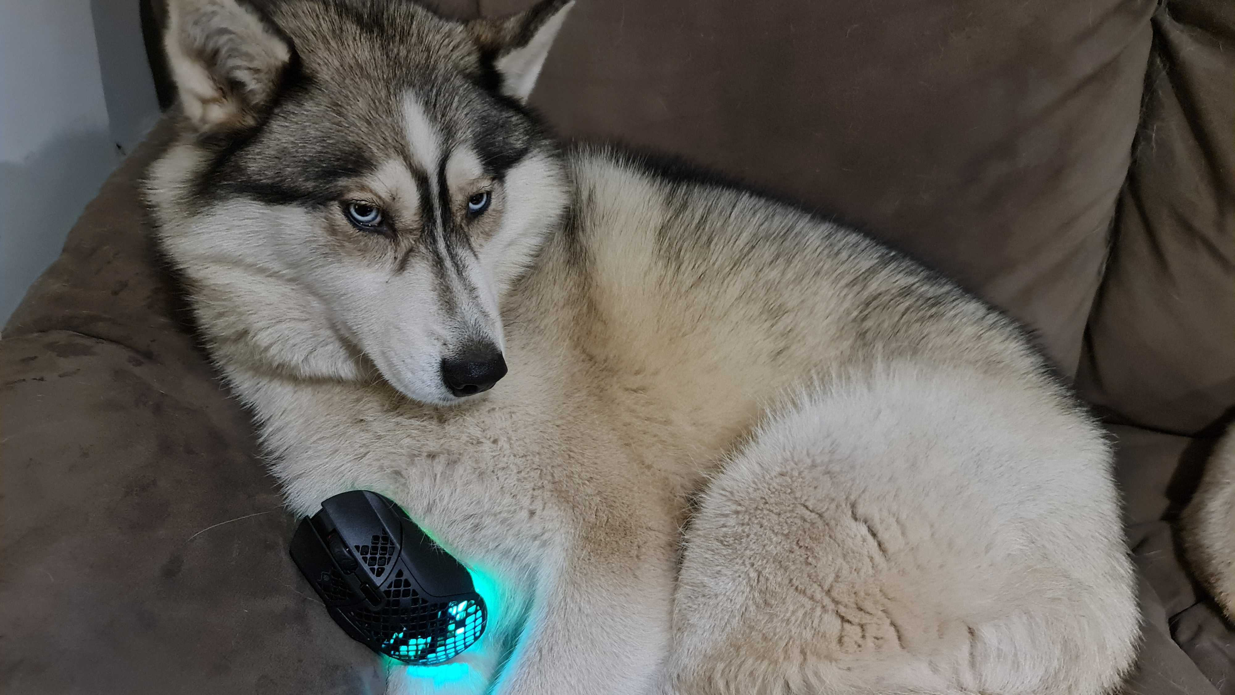 HyperX Aerox 5 gaming mouse with RGB lighting enabled on a dog.