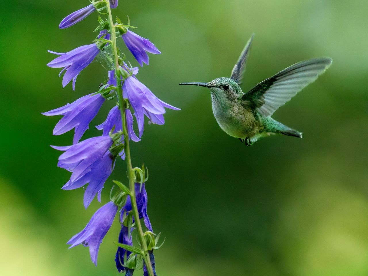 A sample image taken with the OM System 50-200mm f/2.8 Pro IS lens