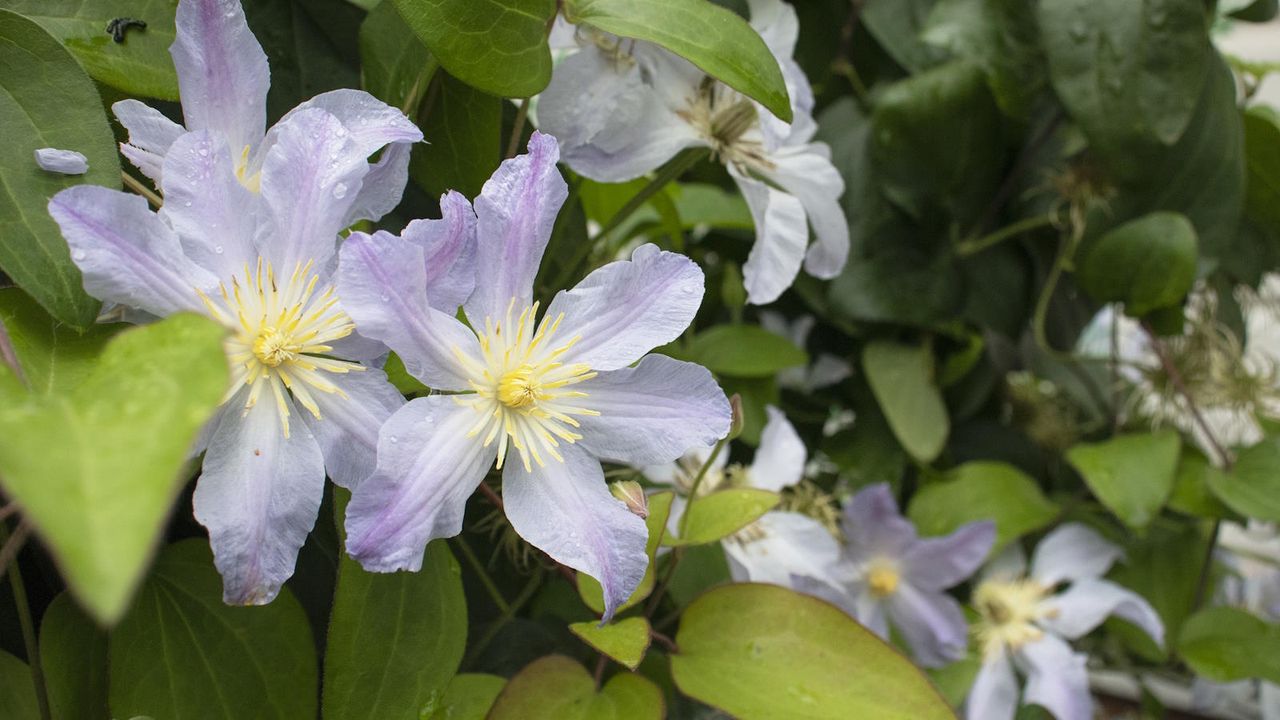 Blue clematis flowers in bloom