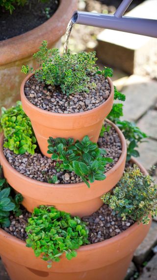 potted herbs in a tiered planter