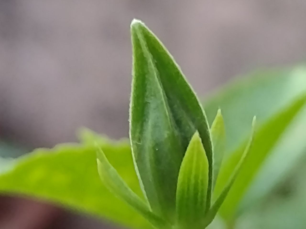 Up close to the subject