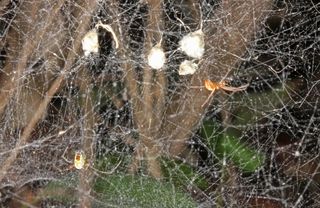 male (right) and female (left) of the M. porracea spider species sit on their web with egg sacs and spiderlings.