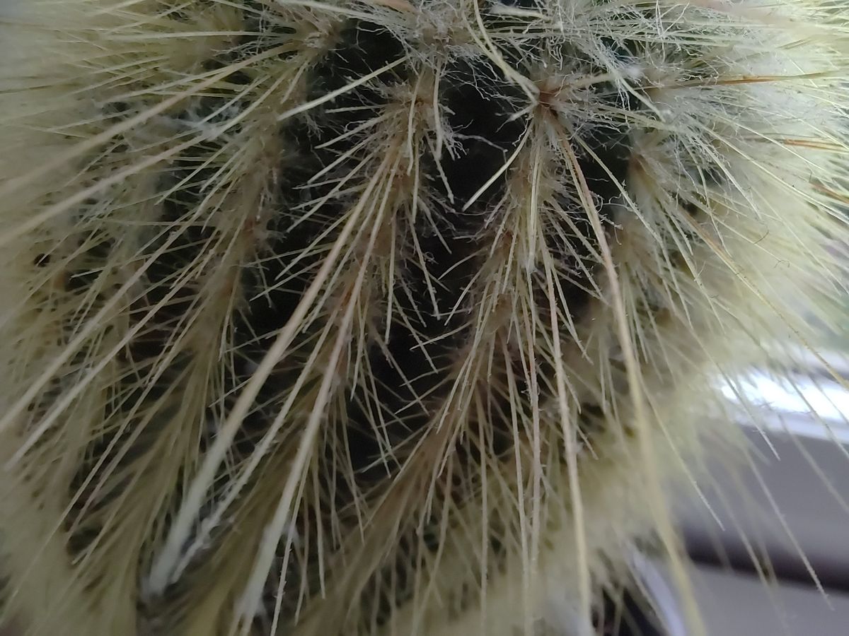 OnePlus Nord 2