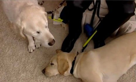 The new seeing eye dog, Opal, sitting at his owner&amp;#039;s feet has become fast friends with Edward (left) who recently went blind. 