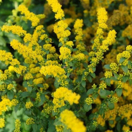 Golden Fleece Goldenrod