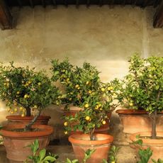 Several potted lemon trees
