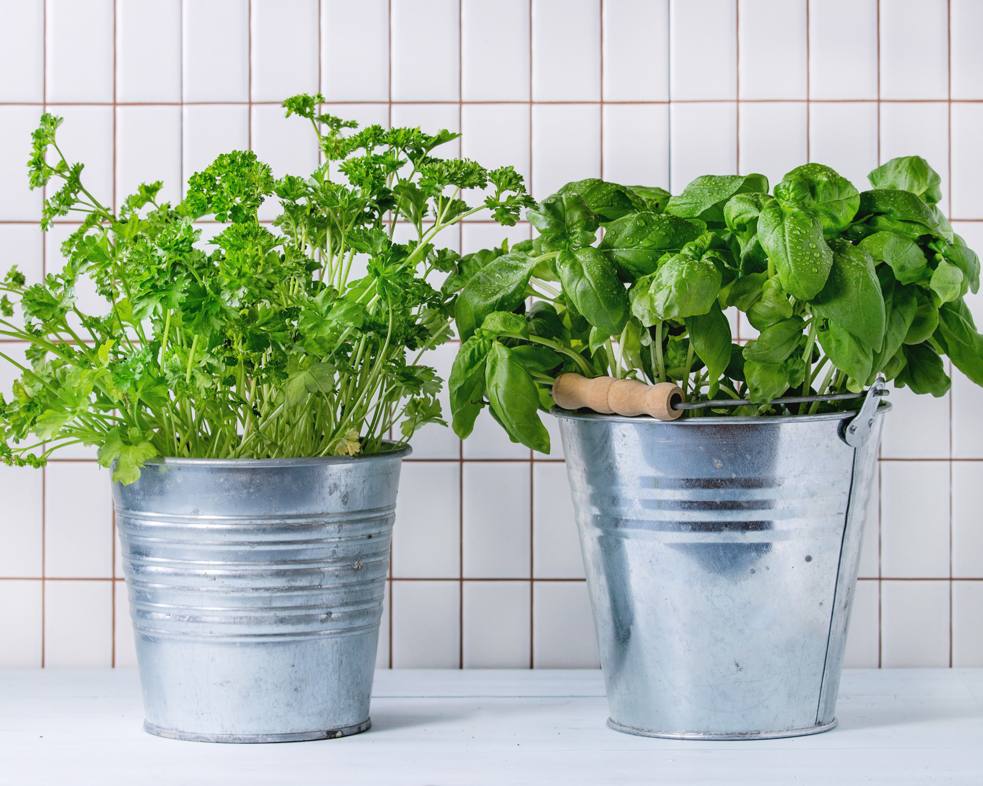 Basil and parsley herbs growing small buckets on countertop