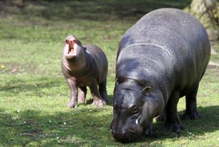 Baby pygmy hippo Eve lets out a yawn while out for a stroll with her mom Ellen at the Edinburgh Zoo.