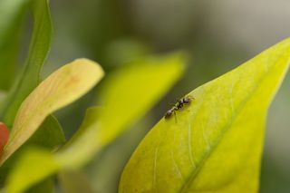 Garden ant