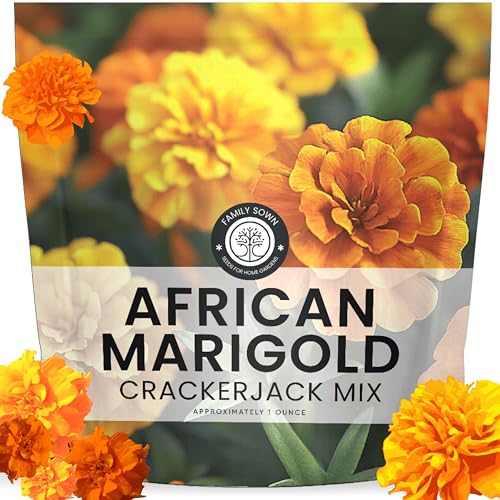 African Marigold Crackerjack - Large 1 Ounce Packet - 10,000 Flower Seeds for Planting - Tagetes Erecta
