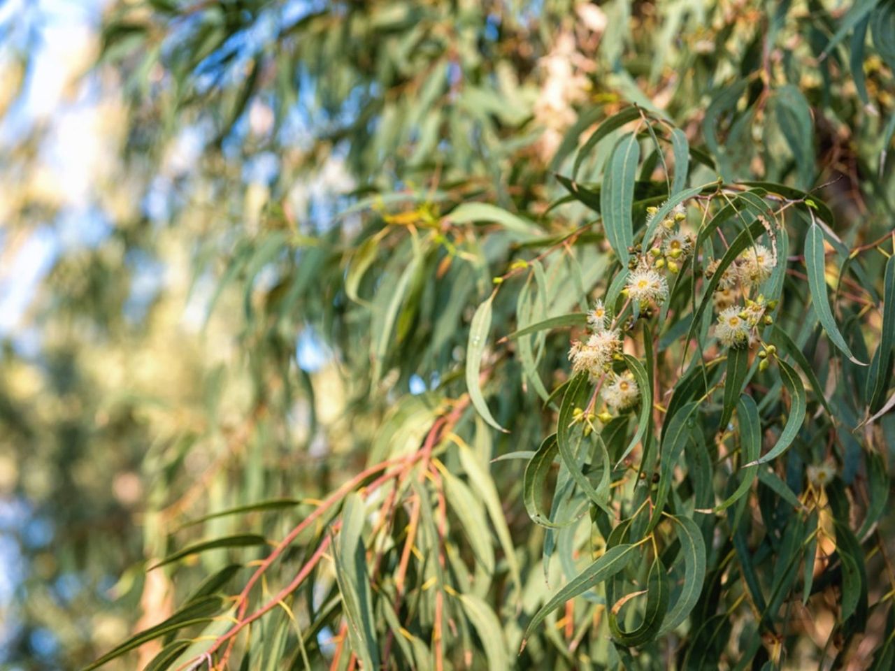 Eucalyptus Tree