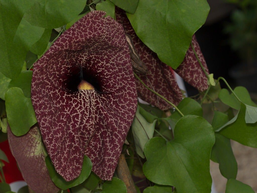 Giant Dutchman&amp;#39;s Pipe Flowers