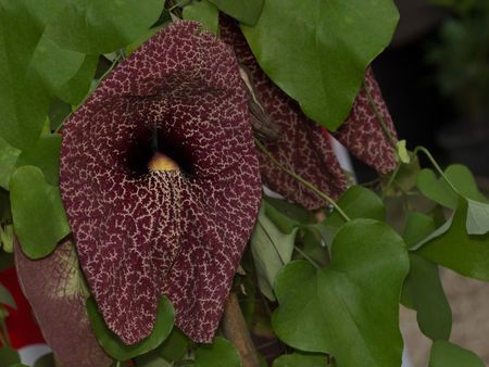 Giant Dutchman's Pipe Flowers