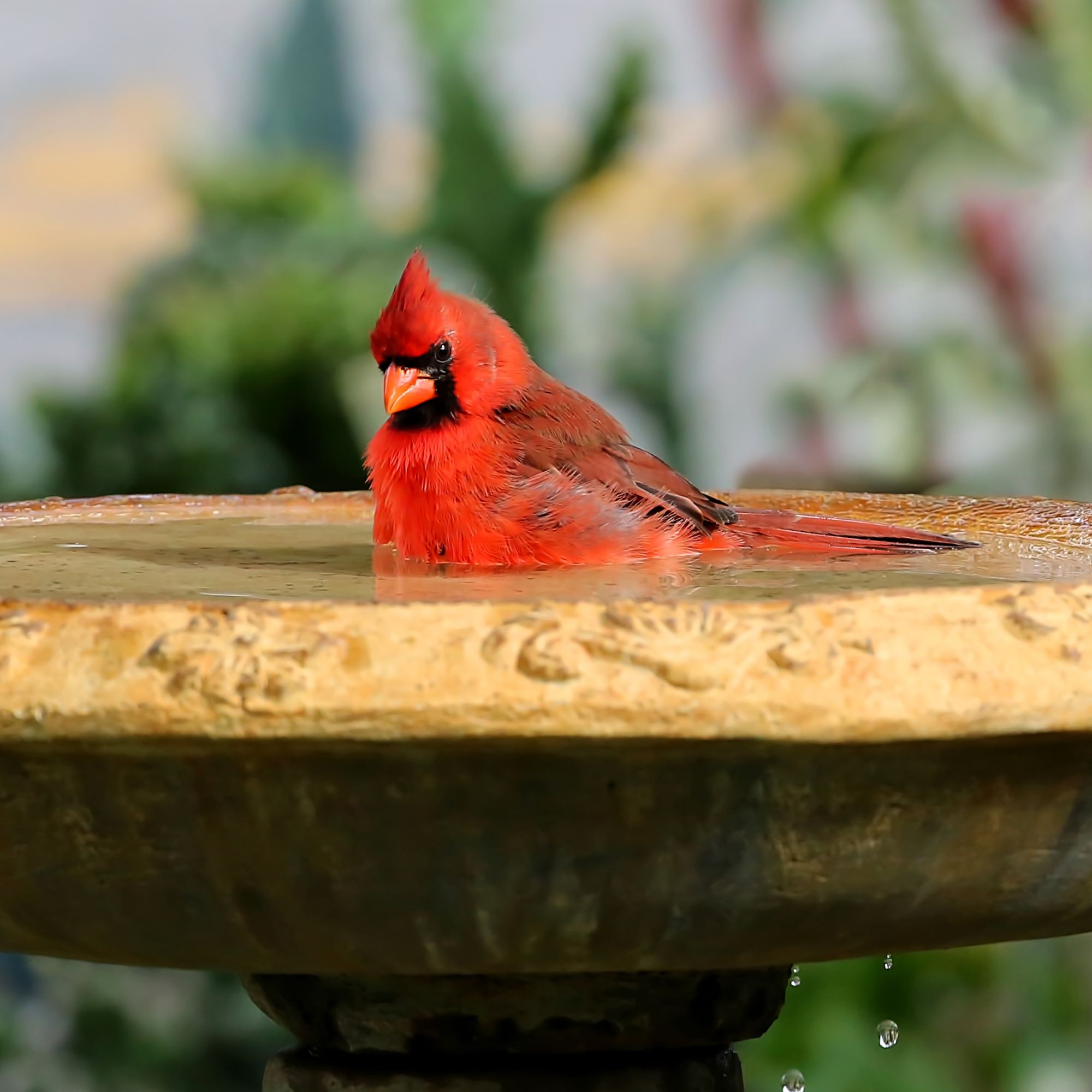 Young handsome male northern cardinal bathes in a backyard birdbath as water drips out the bottom of the birdbath.