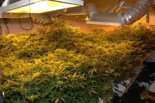Marijuana plants are grown under lights indoors.