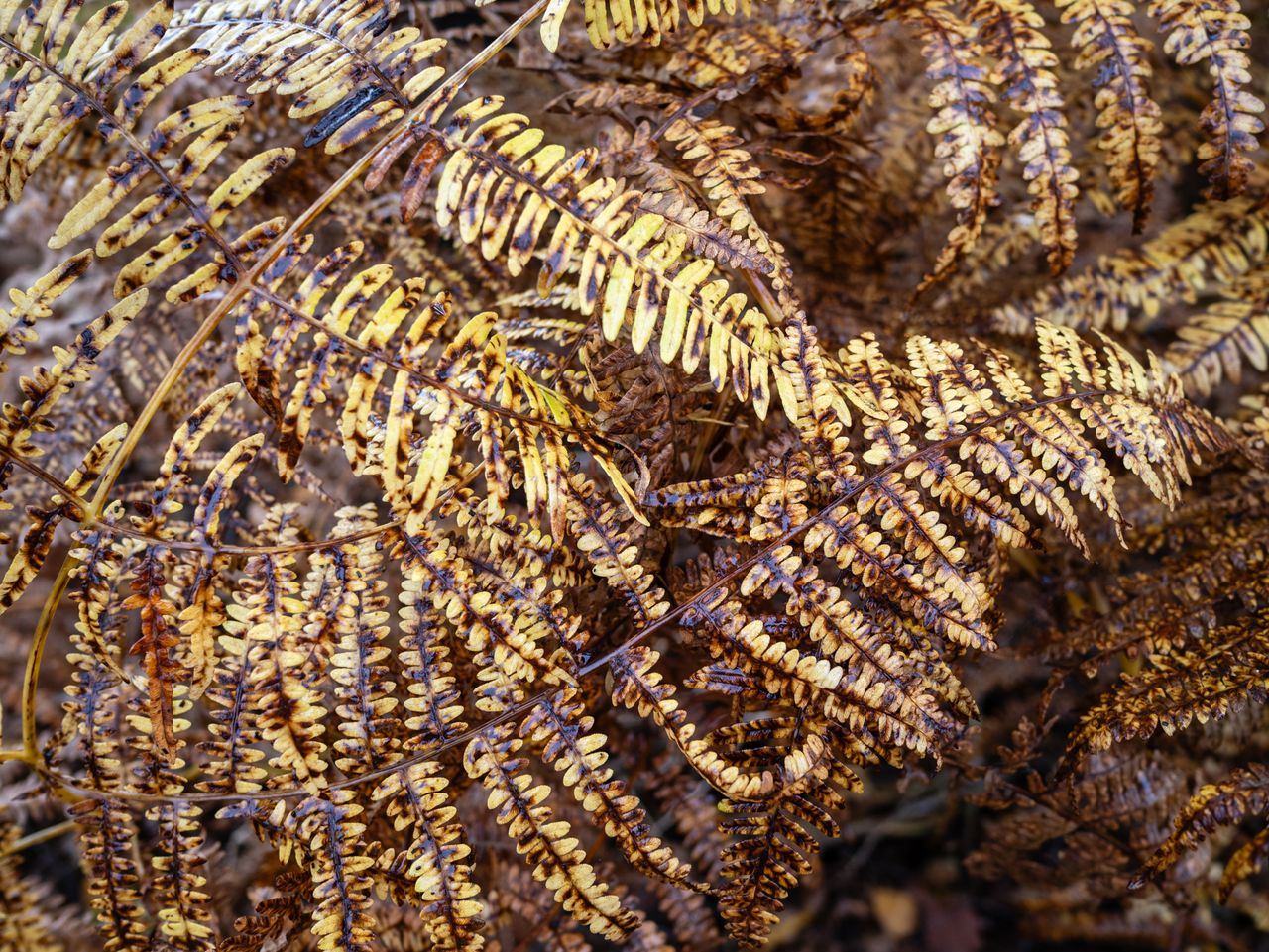 Photo of ferns taken with the Panasonic 15mm f1.7 Leica Summilux DG ASPH and Panasonic Lumix GH7.