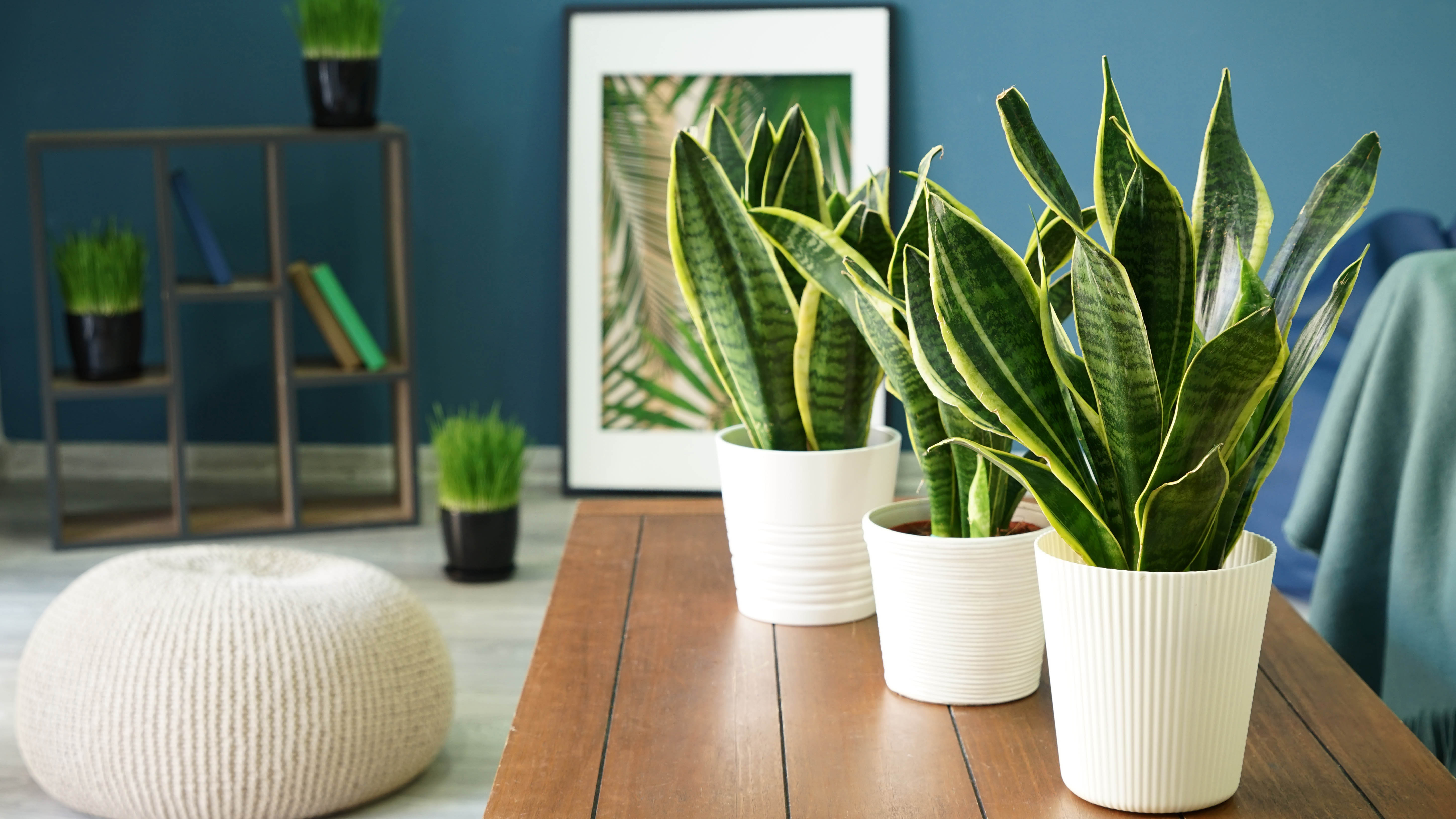 Three snake plants on the table next to the photo frame