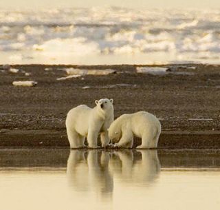 Polar bears in Alaska.