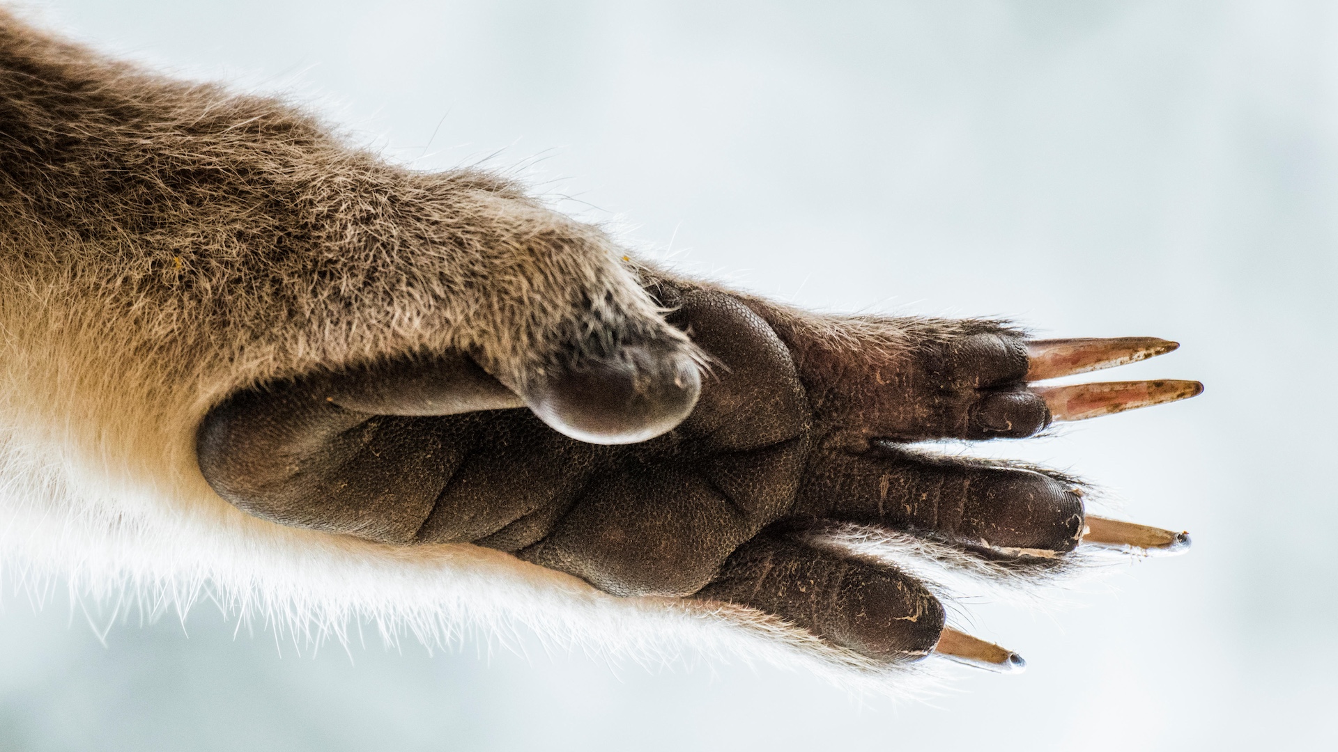 Close up of koala paw