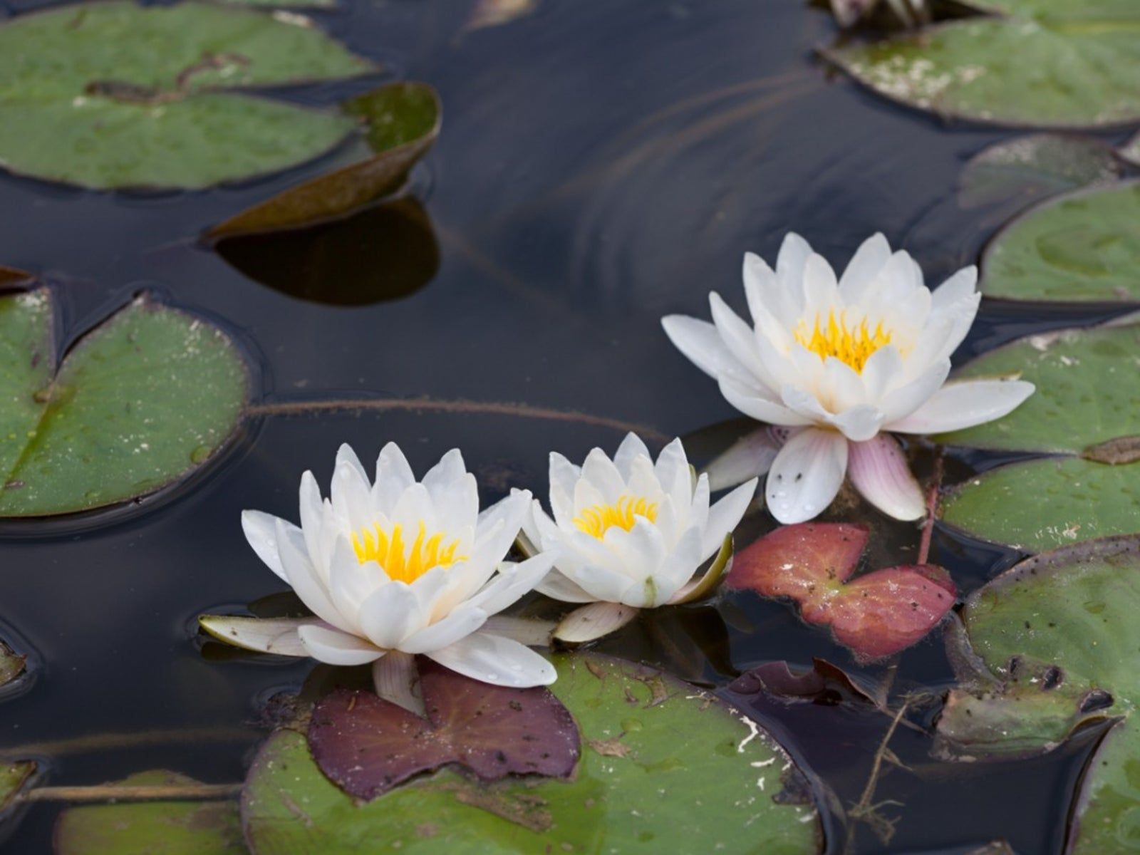 Water Lily Issues Solving Problems With Water Lilies Gardening Know How